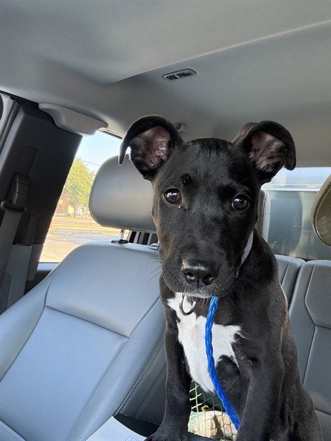 A080920 - Pit Bull Terrier available for adoption