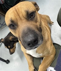 BOOMER - Photo 1