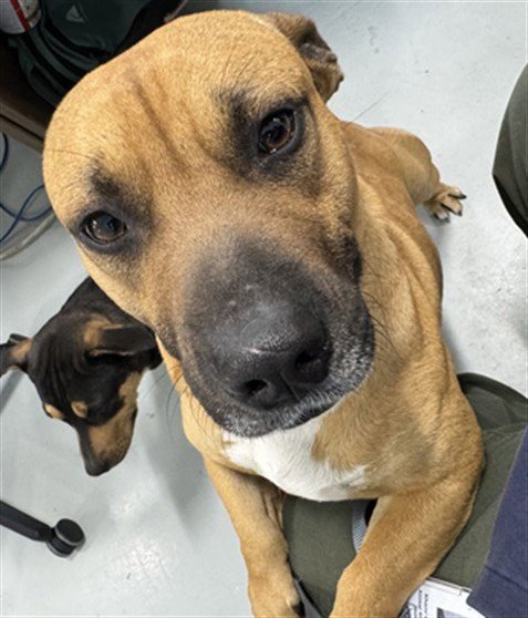 BOOMER - Cardigan Welsh Corgi / Pit Bull Terrier available for adoption
