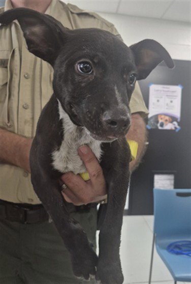 A080422 - Pit Bull Terrier available for adoption