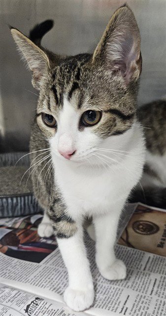 A081212 - Domestic Short Hair available for adoption