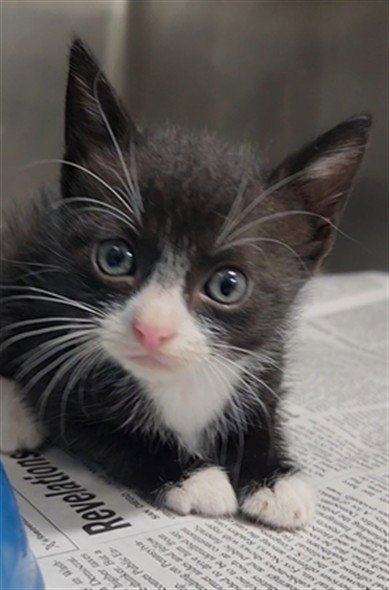 A080974 - Domestic Short Hair available for adoption