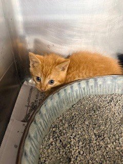 A079086 Image