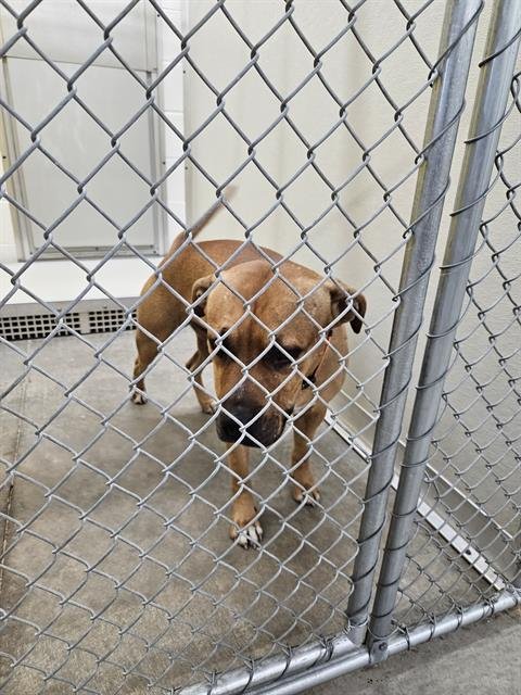 BULLET - Pit Bull Terrier available for adoption