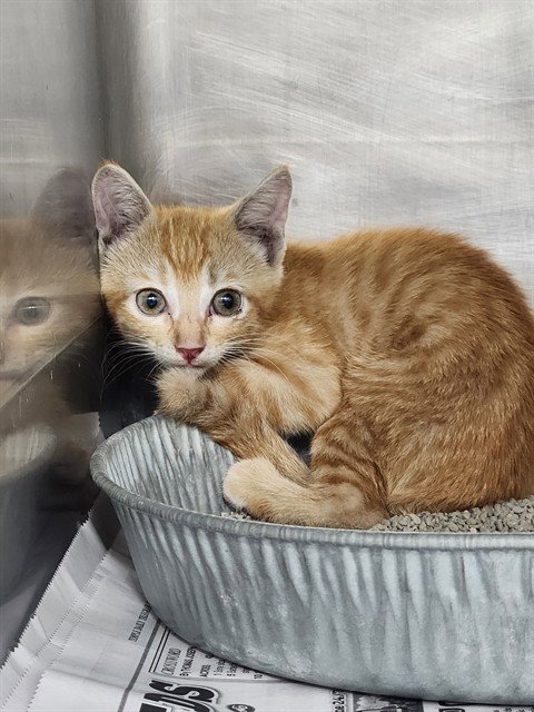 A080634 - Domestic Short Hair available for adoption