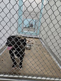 BROWNIE - Photo 1