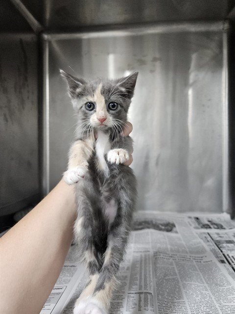 A080867 - Domestic Short Hair available for adoption