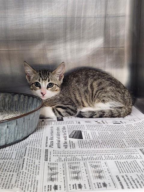 A080386 - Domestic Short Hair available for adoption