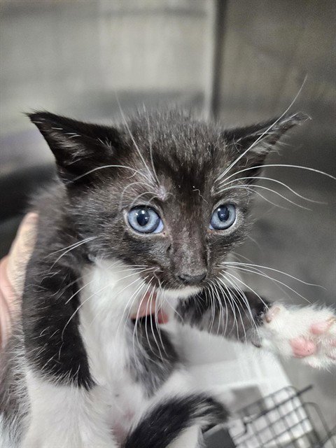 A080457 - Domestic Short Hair available for adoption