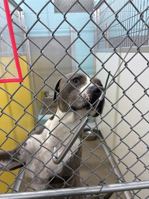A079095 - Pit Bull Terrier available for adoption