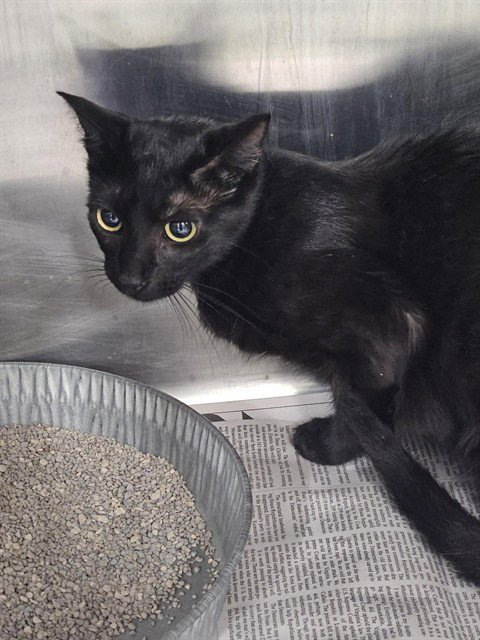 A080455 - Domestic Short Hair available for adoption