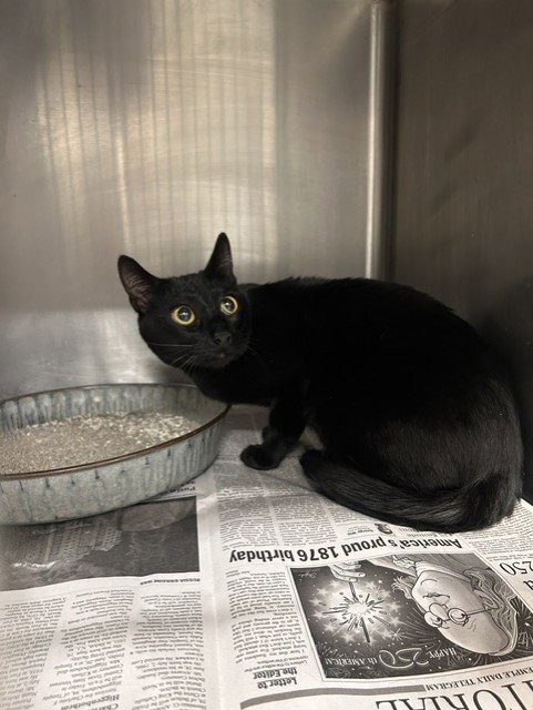 A080911 - Domestic Short Hair available for adoption