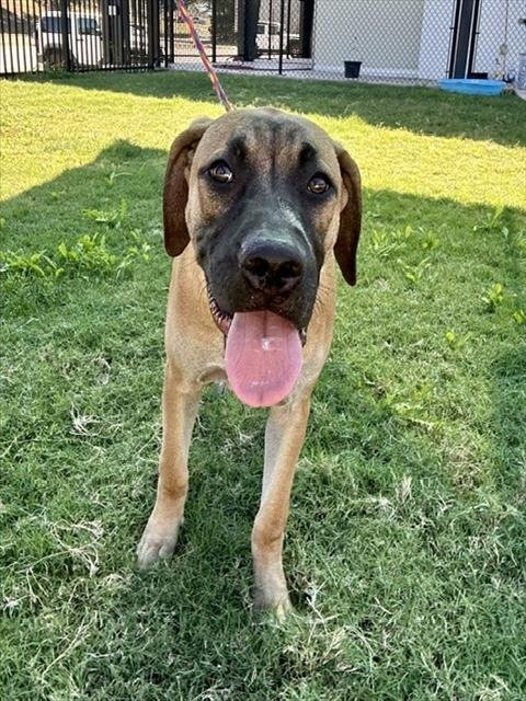 TOT - Labrador Retriever / Pit Bull Terrier available for adoption