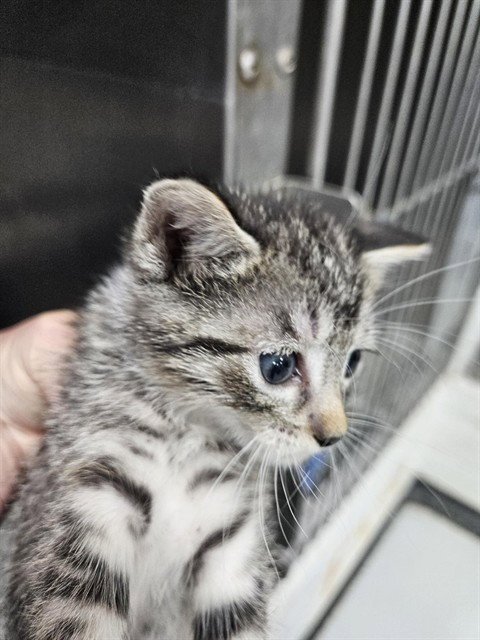 A080458 - Domestic Short Hair available for adoption