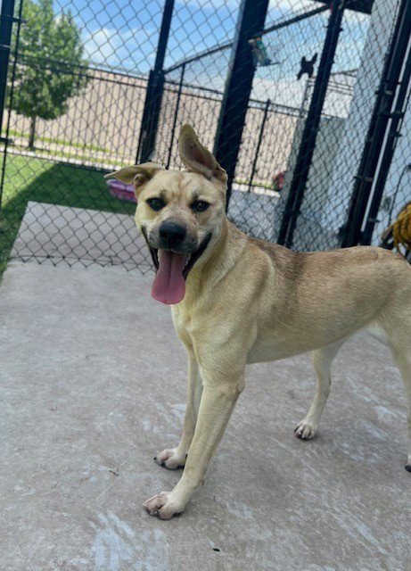 MAGGIE - German Shepherd Dog available for adoption