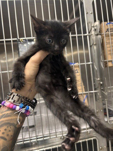 A080321 - Domestic Short Hair available for adoption