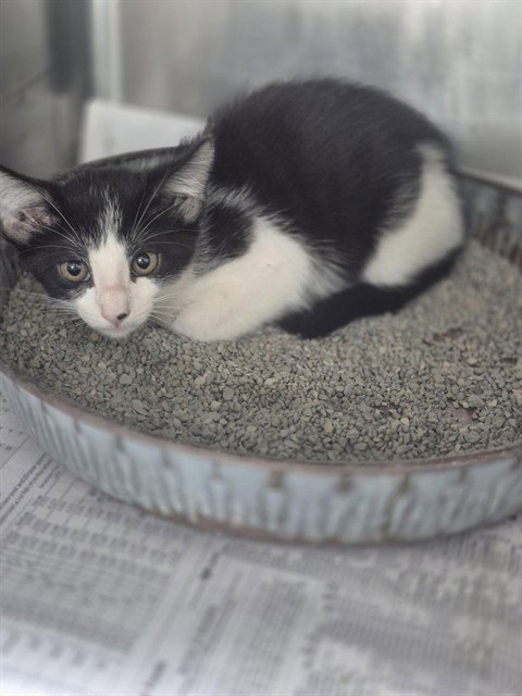A080564 - Domestic Short Hair available for adoption