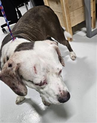 TOBY KEITH - Beagle available for adoption