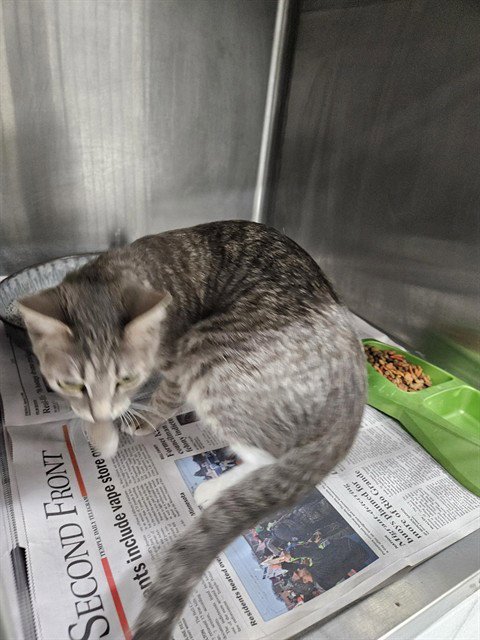 PANCAKE - Domestic Short Hair available for adoption