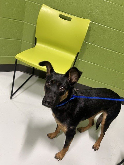 A080765 - German Shepherd Dog available for adoption