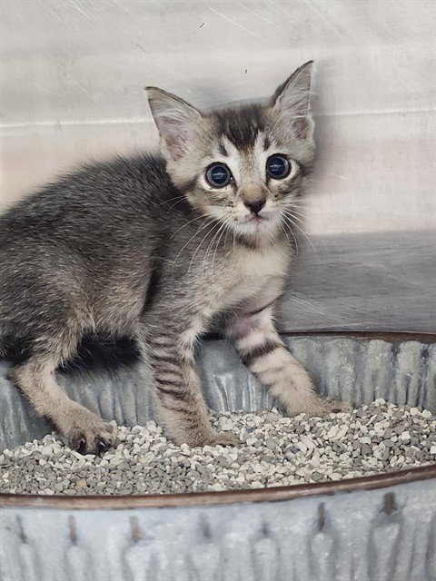 A080870 - Domestic Short Hair available for adoption