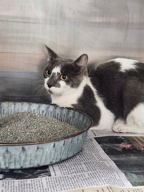 A081136 - Domestic Short Hair available for adoption
