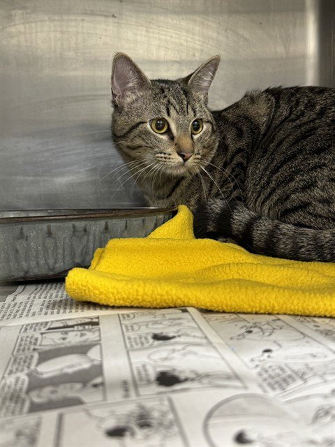 A080675 - Domestic Short Hair available for adoption