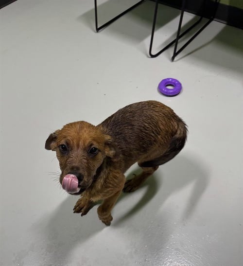 STARFIRE - Rottweiler / Labrador Retriever available for adoption