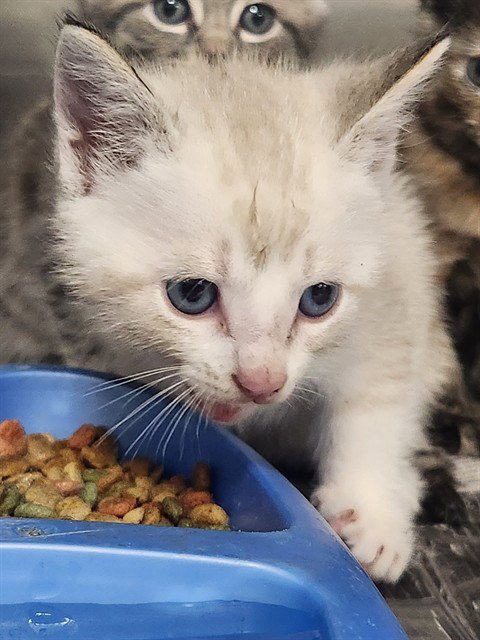 A079181 - Domestic Short Hair available for adoption