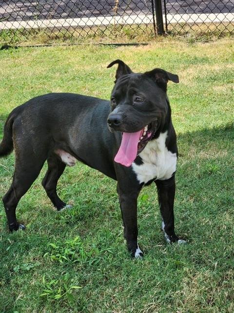 KING - American Staffordshire Terrier available for adoption