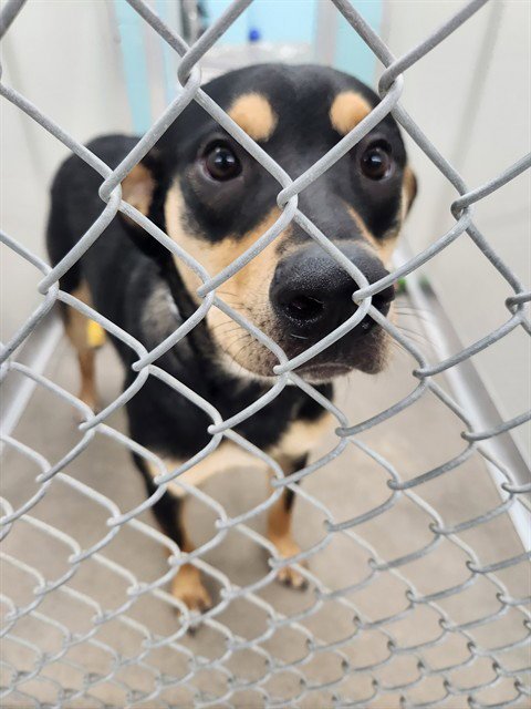 OZZY - Rottweiler available for adoption