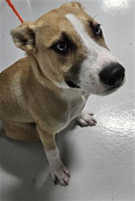 SHADOW - German Shepherd Dog available for adoption