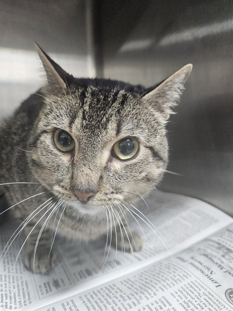 TIGER - Domestic Short Hair available for adoption