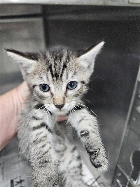 A080459 - Domestic Short Hair available for adoption