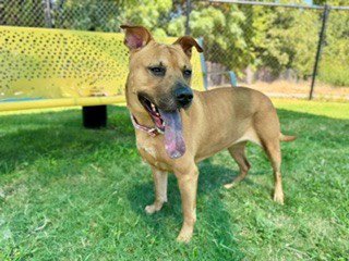 BROOKLYN - German Shepherd Dog / Pit Bull Terrier available for adoption