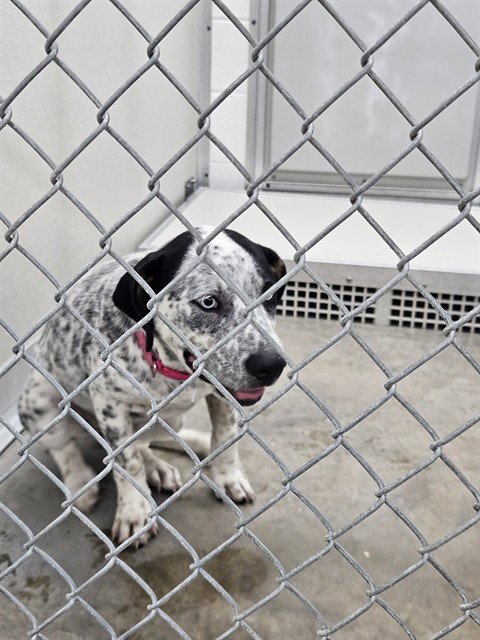 A080342 - Australian Cattle Dog/Blue Heeler available for adoption