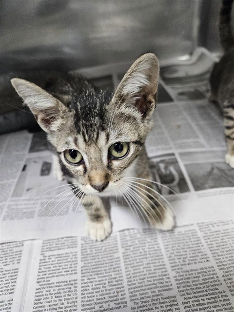 BOB - Domestic Short Hair available for adoption