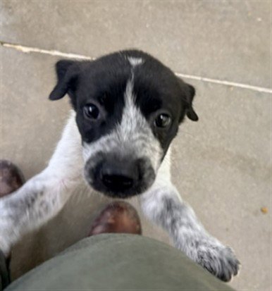A080356 - Australian Cattle Dog/Blue Heeler available for adoption