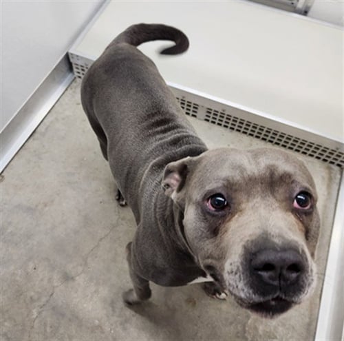 KARMA - Pit Bull Terrier available for adoption