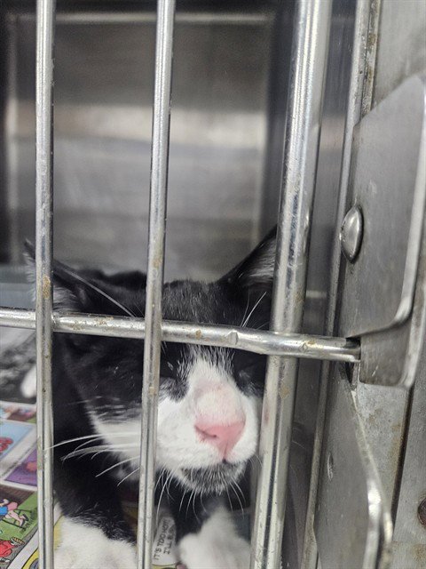 A080860 - Domestic Short Hair available for adoption