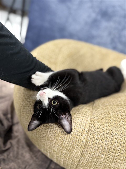 A080860 - Domestic Short Hair available for adoption