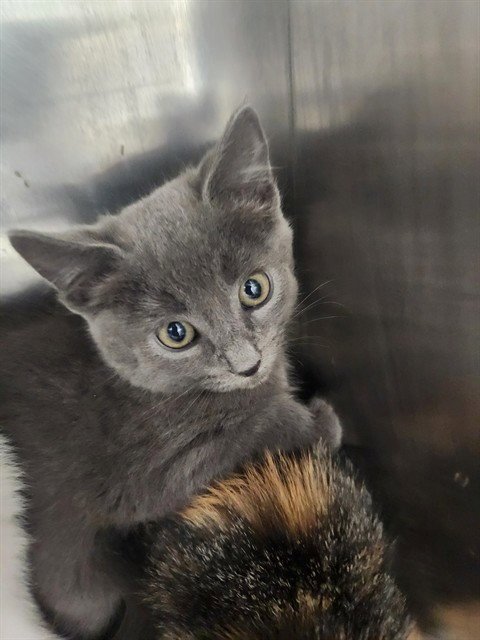 A081209 - Domestic Short Hair available for adoption