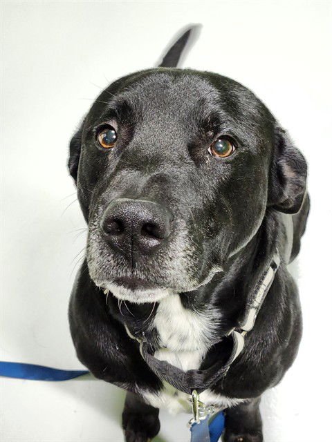 RANGER - Labrador Retriever available for adoption