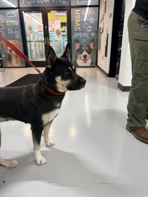 A080801 - German Shepherd Dog available for adoption
