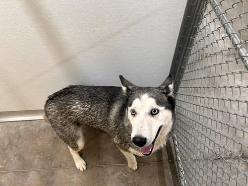 LEXI - Husky available for adoption