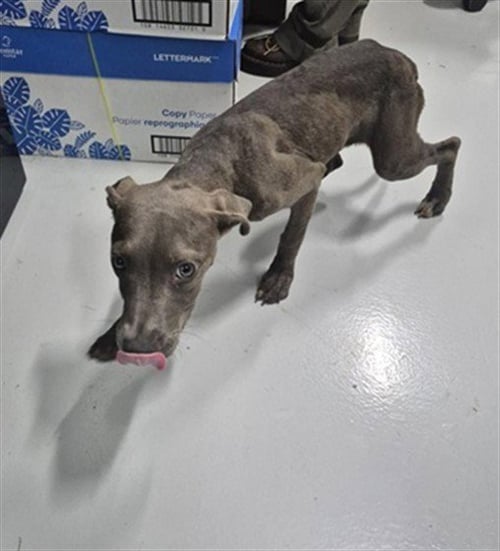 A080410 - Pit Bull Terrier available for adoption