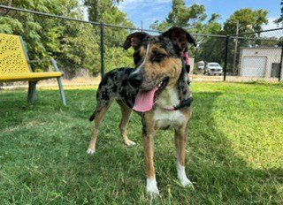 RUFFLES - Australian Cattle Dog/Blue Heeler available for adoption