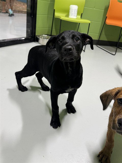 BLACKFIRE - Rottweiler / Labrador Retriever available for adoption