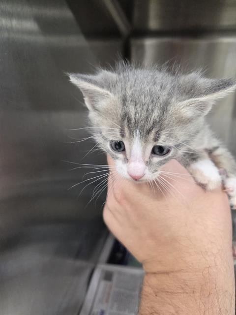 A081311 - Domestic Short Hair available for adoption