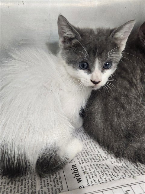 A081141 - Domestic Short Hair available for adoption